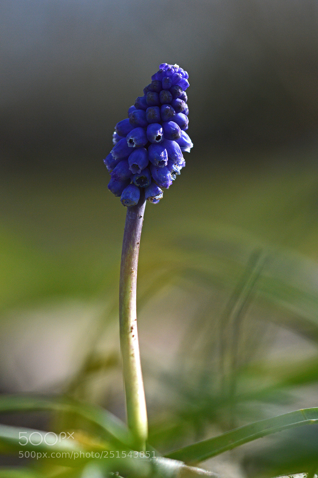 Nikon D3200 sample photo. Traubenhyazinthen photography