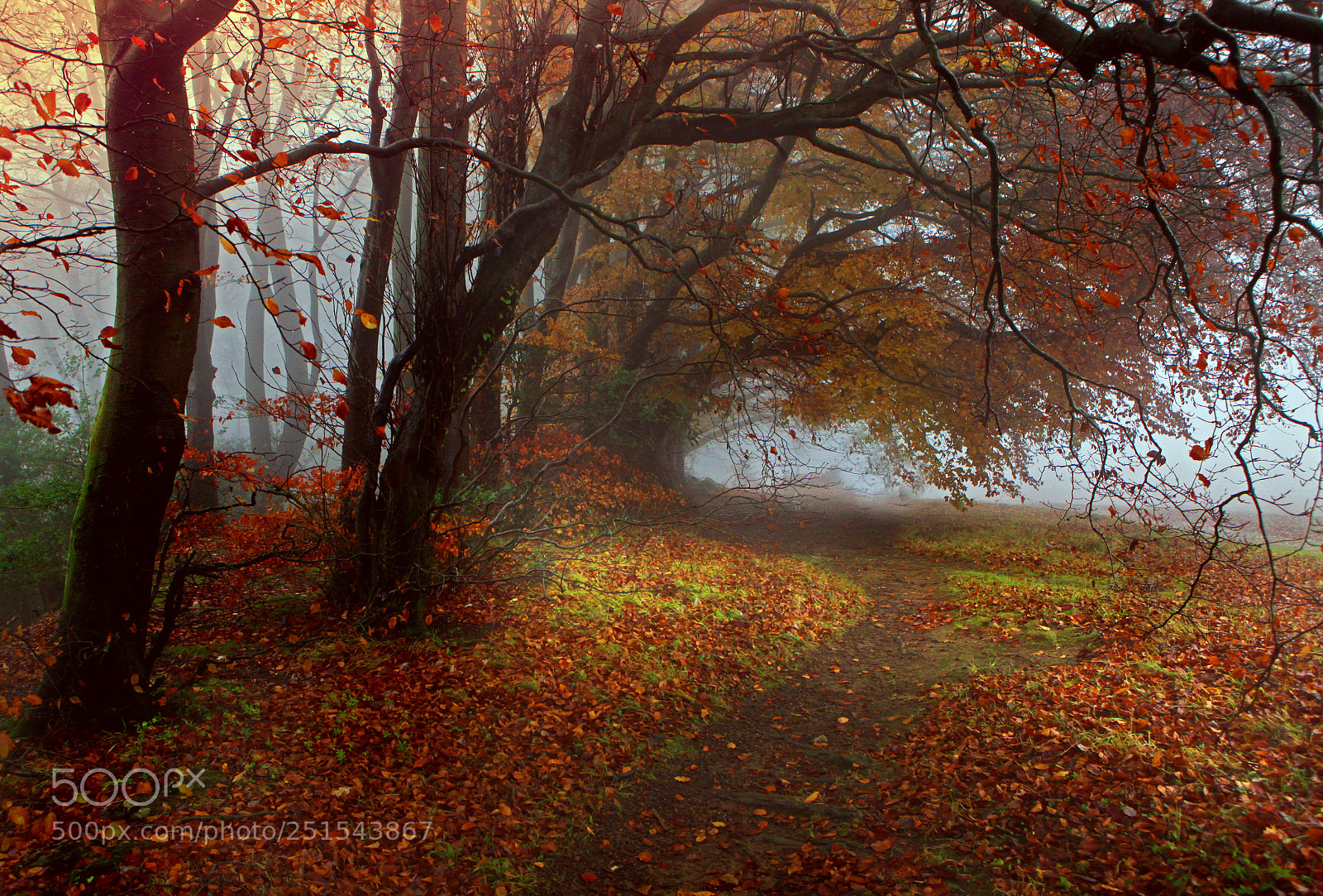 Canon EOS 5D Mark II sample photo. Damp forest photography