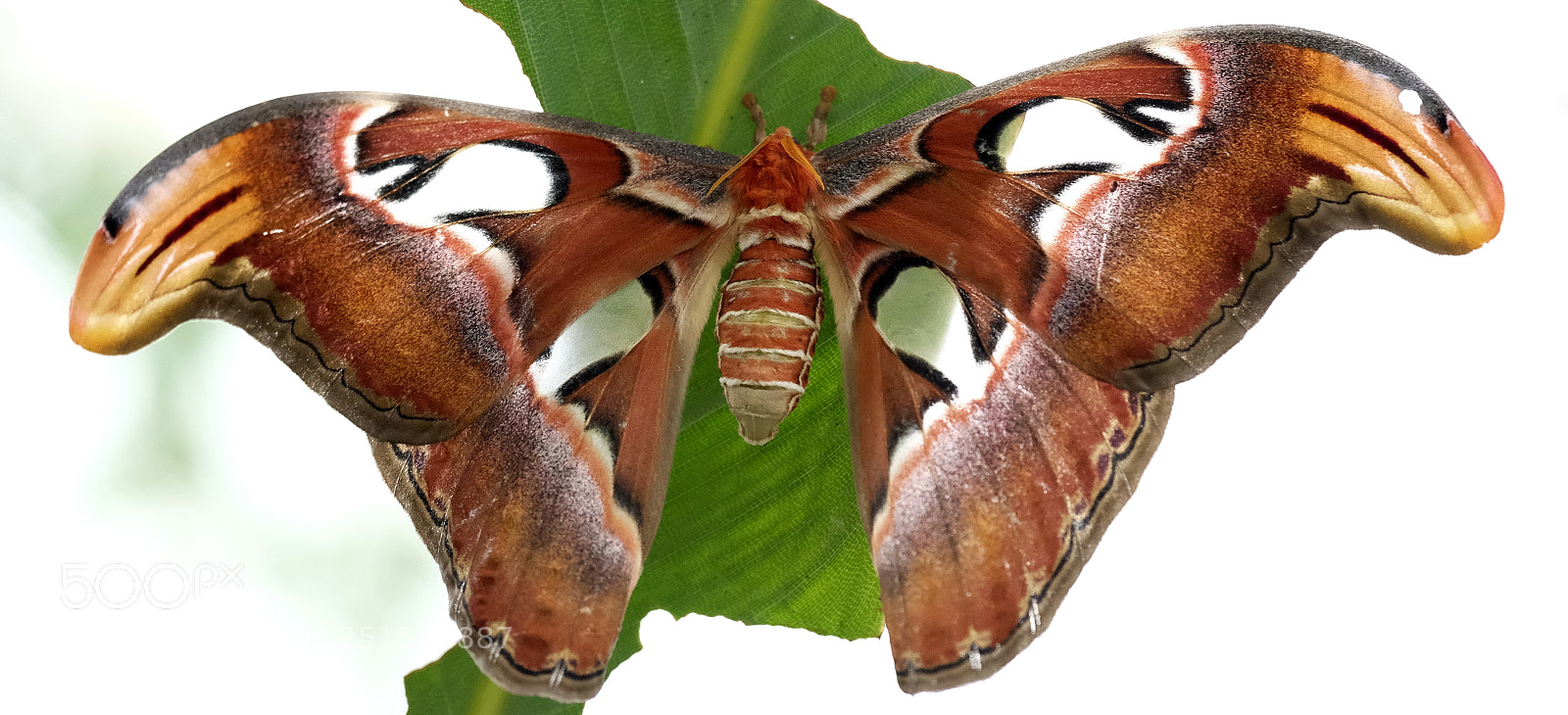 Fujifilm X-H1 sample photo. Atlas moth photography