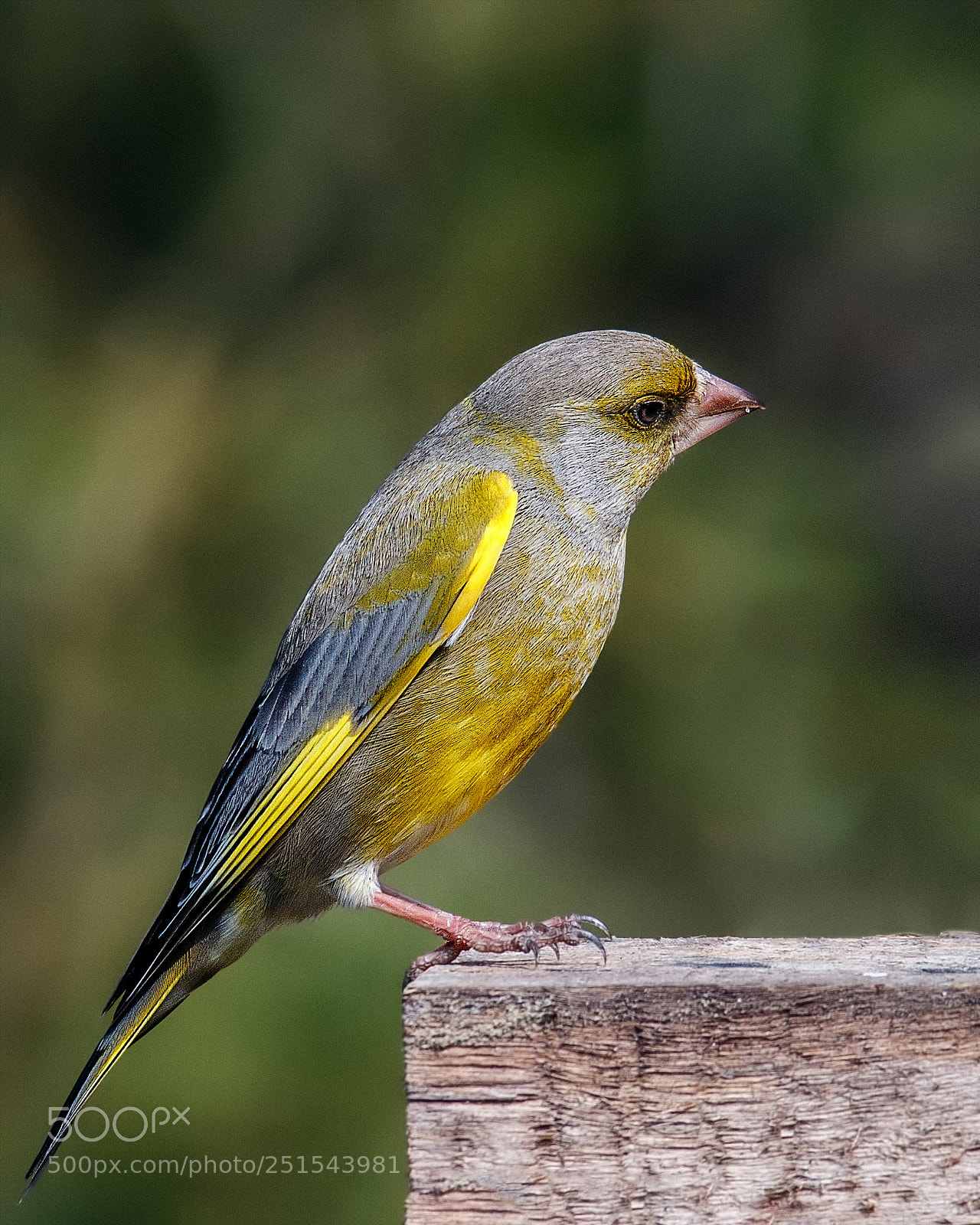 Canon EOS 70D sample photo. Carduelis chloris photography