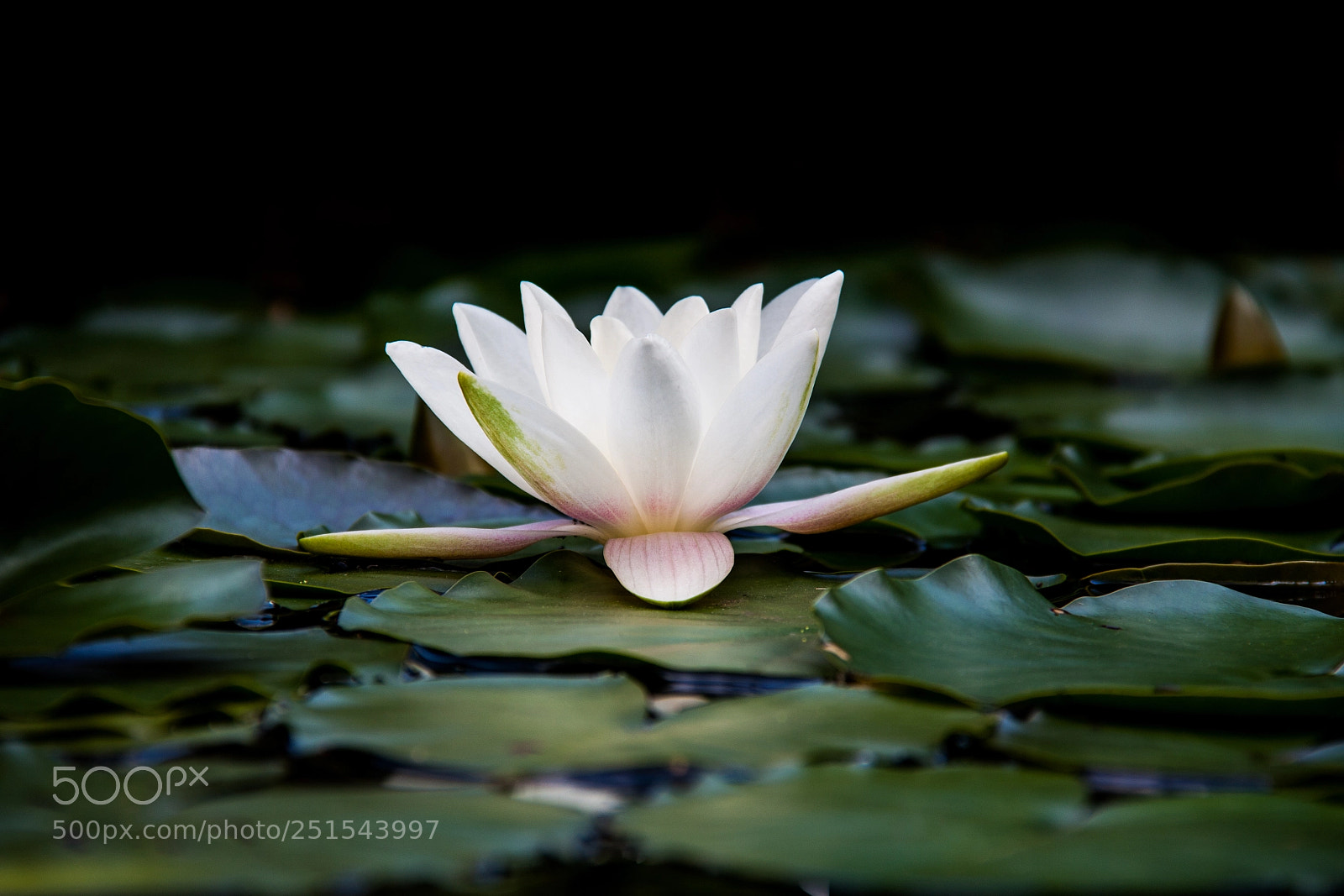 Canon EOS 450D (EOS Rebel XSi / EOS Kiss X2) sample photo. The water lily color photography