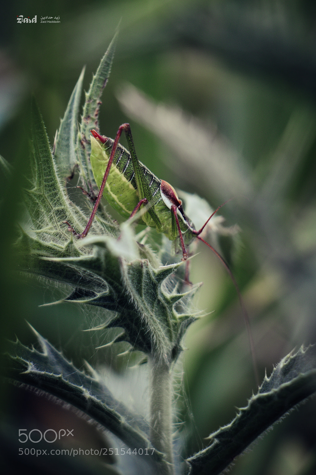 Canon EOS 80D sample photo. Green grasshopper photography