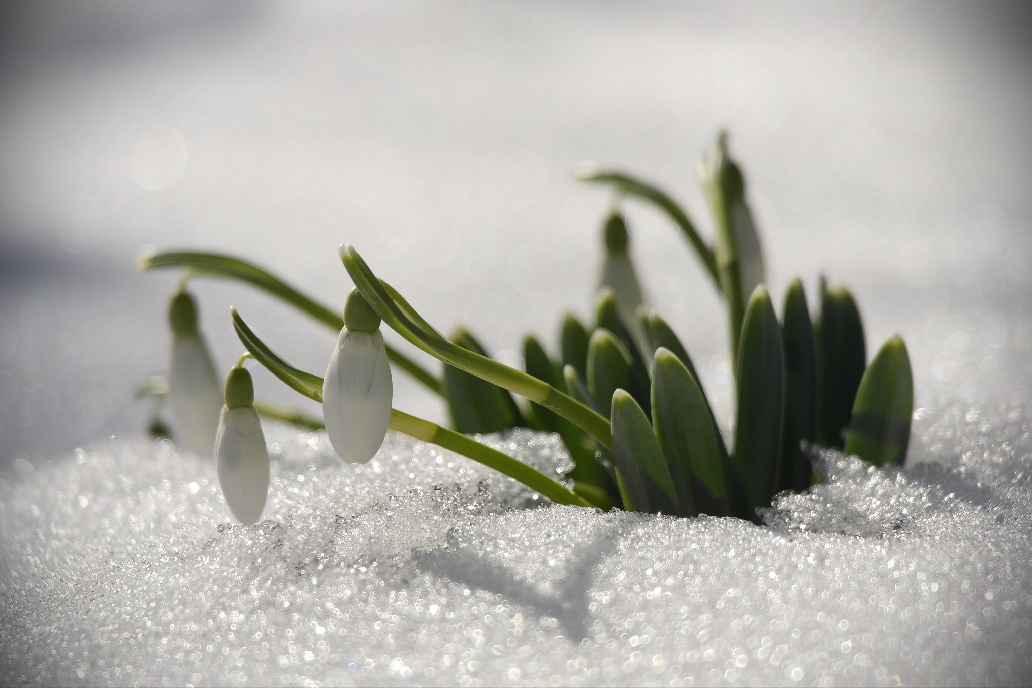 Samsung NX20 sample photo. Snowdrops photography
