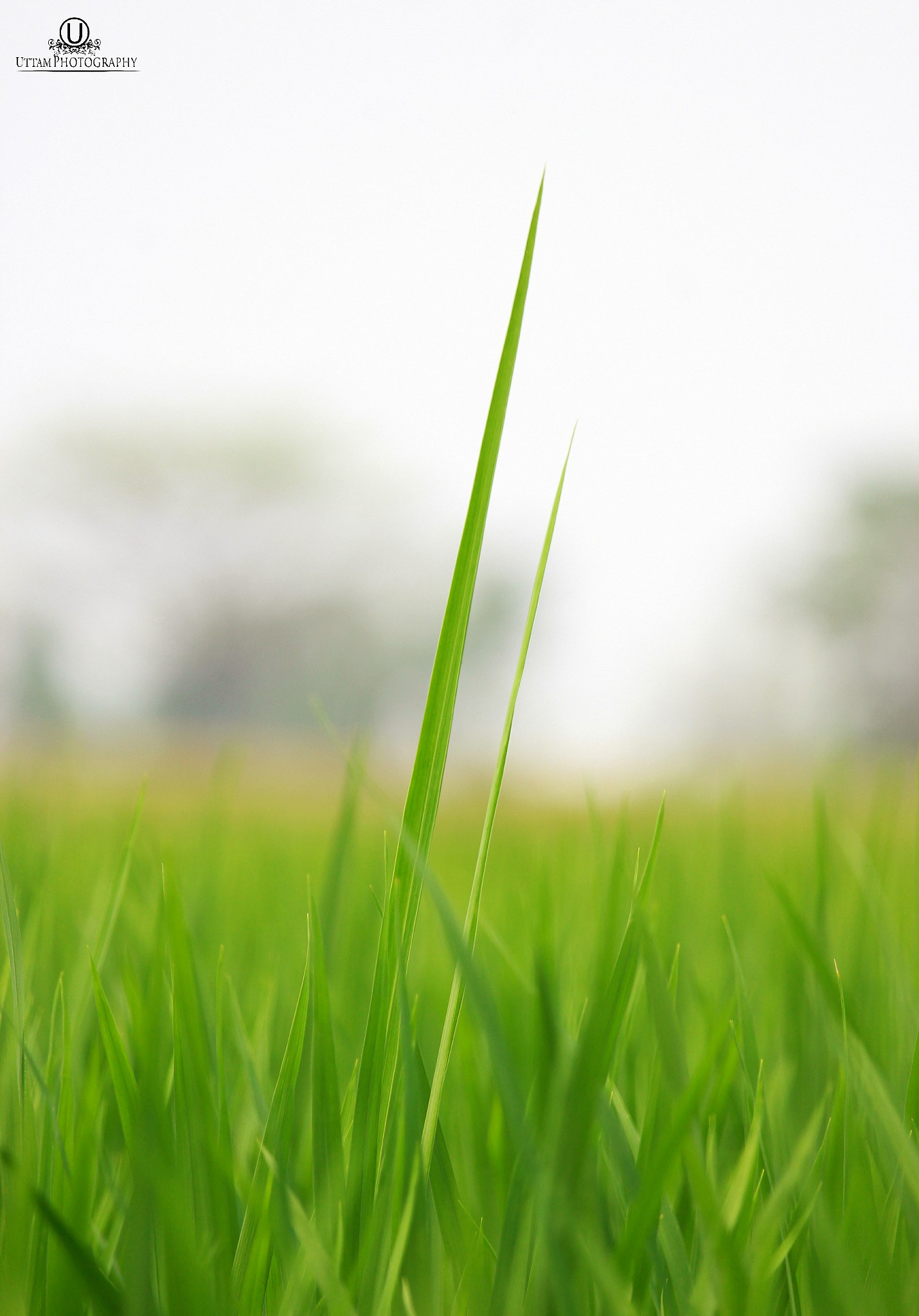 Canon EF-S 55-250mm F4-5.6 IS STM sample photo