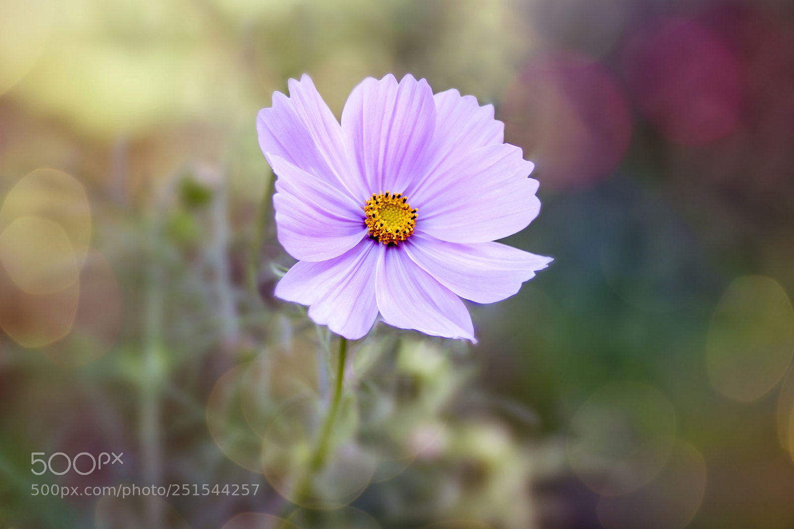 Canon EOS 50D sample photo. A flower photography