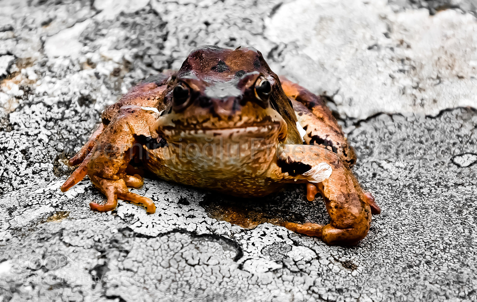 Nikon D7100 sample photo. Kikker.. in alphen photography
