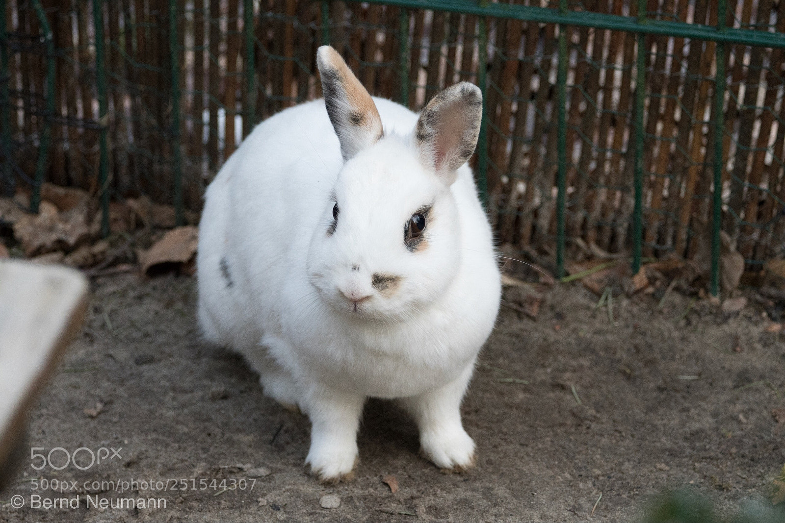 Nikon D7500 sample photo. .-) weißes kaninchen photography