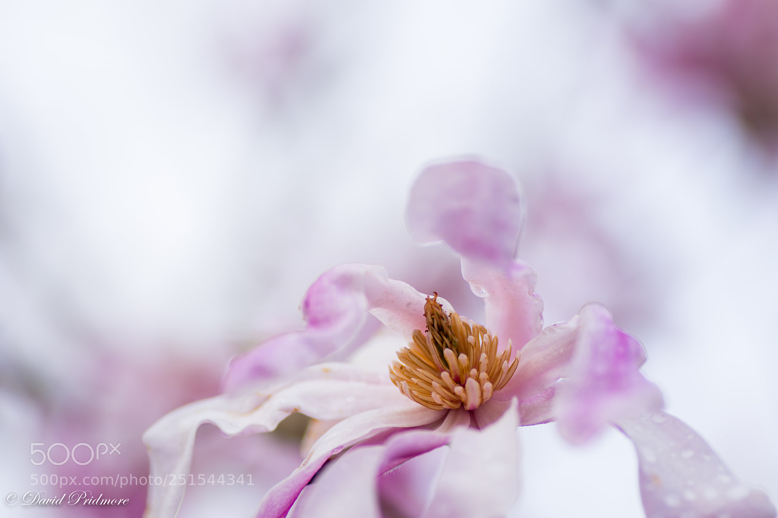 Nikon D7200 sample photo. Magnolia in the rain photography