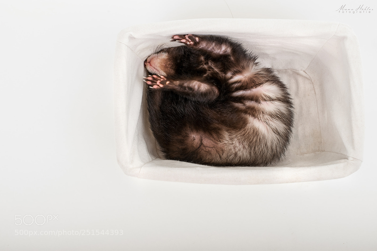Nikon D3 sample photo. Powernapping photography