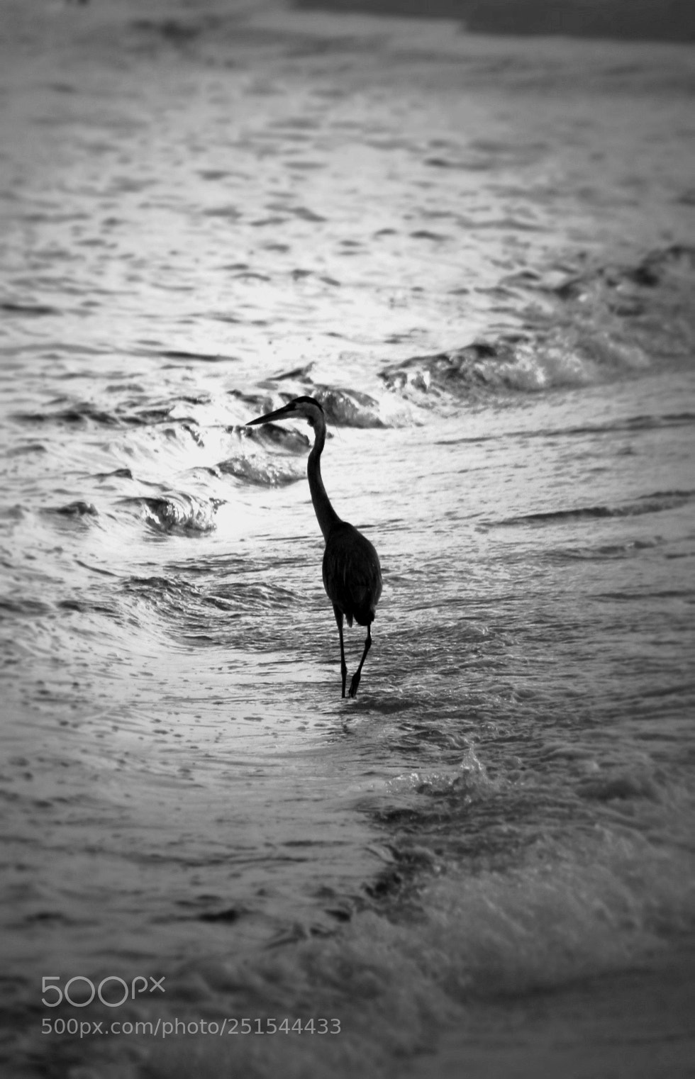 Canon EOS 350D (EOS Digital Rebel XT / EOS Kiss Digital N) sample photo. Heron taking a walk photography