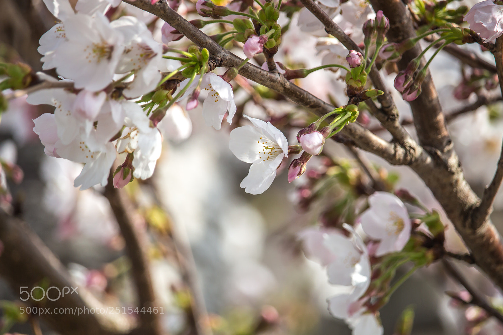 Canon EOS 700D (EOS Rebel T5i / EOS Kiss X7i) sample photo. Cherry blossoms photography