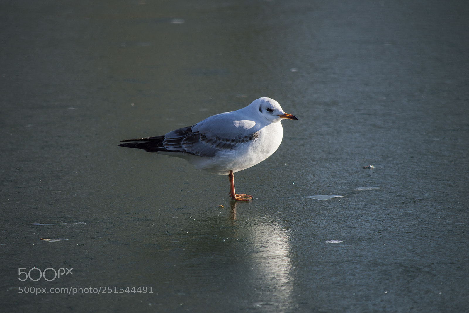 Nikon D3200 sample photo. Bird on the ice photography