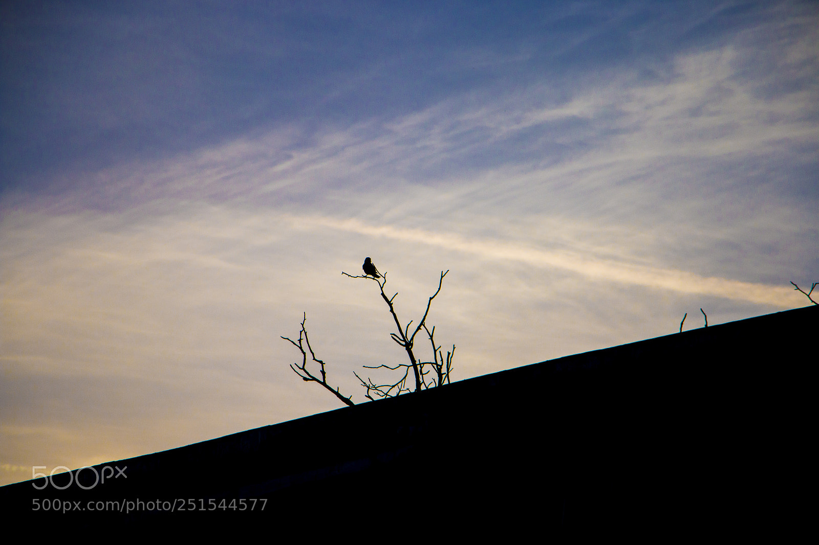Canon EOS 70D sample photo. The lonely bird photography