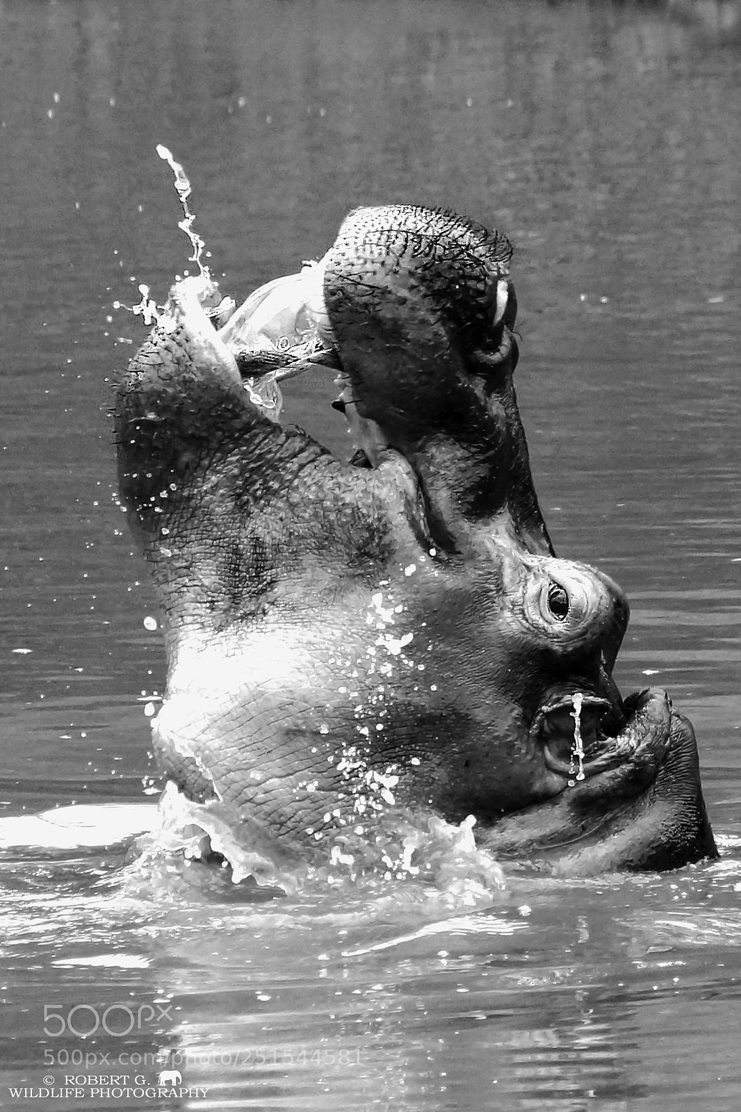 Sony SLT-A77 sample photo. Hippo     b & w  serie photography