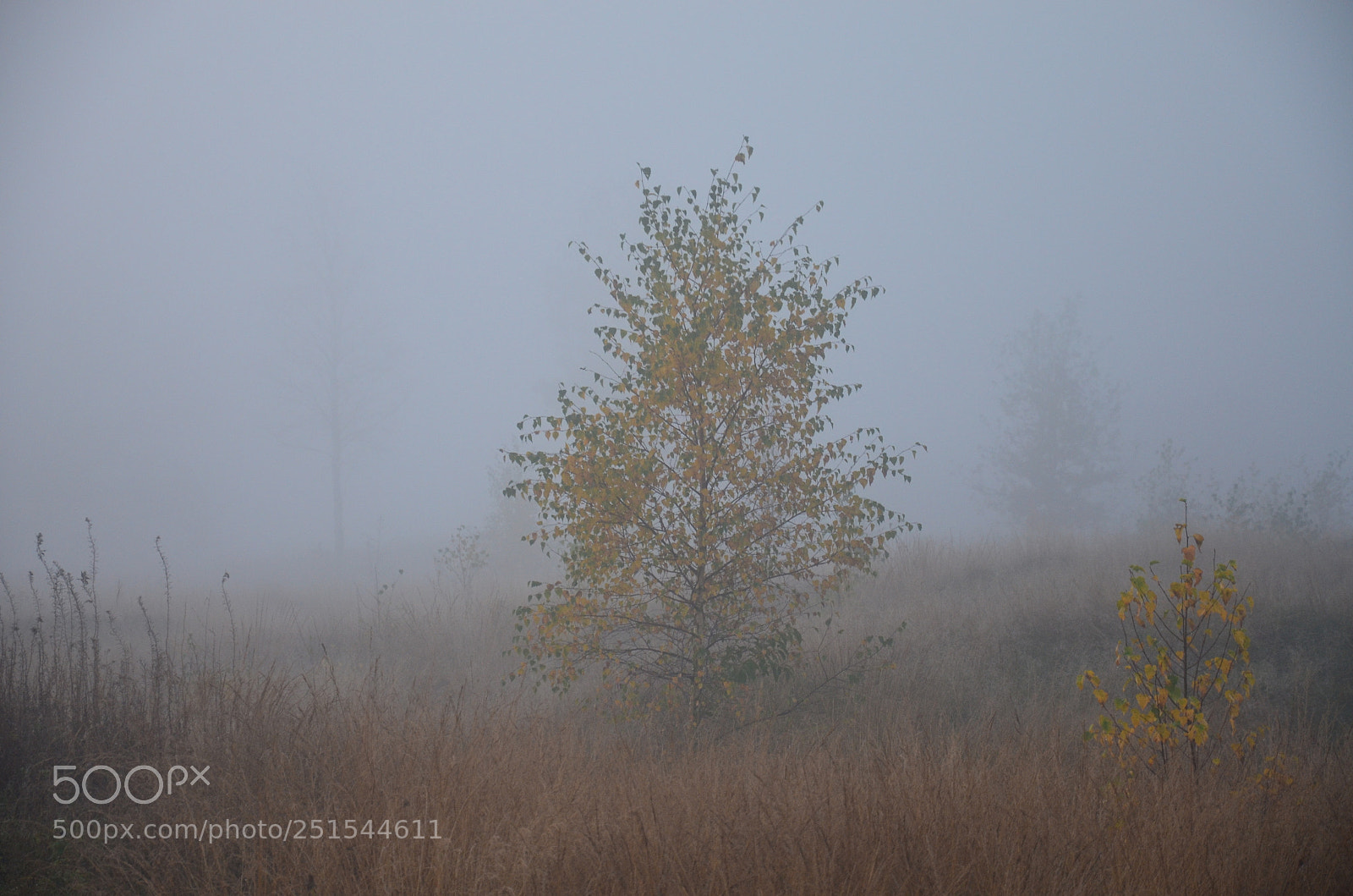 Nikon D5100 sample photo. Fog tree photography