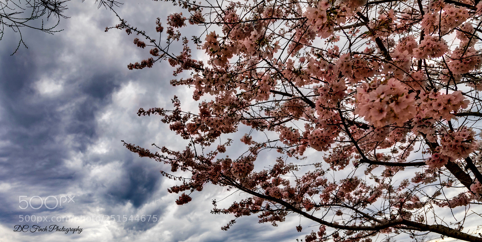 Canon EOS 5D Mark IV sample photo. Beauty through the storm  photography