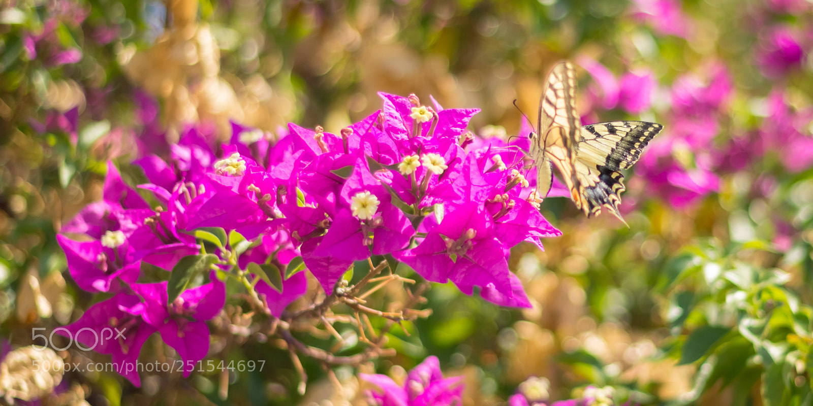 Canon EOS 600D (Rebel EOS T3i / EOS Kiss X5) sample photo. Butterfly photography