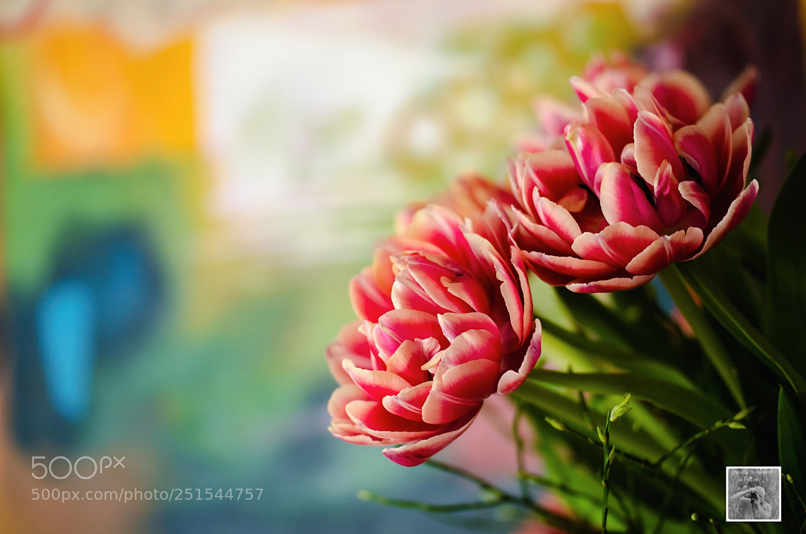 Nikon D7000 sample photo. Tamron 60mm 2.0 macro photography