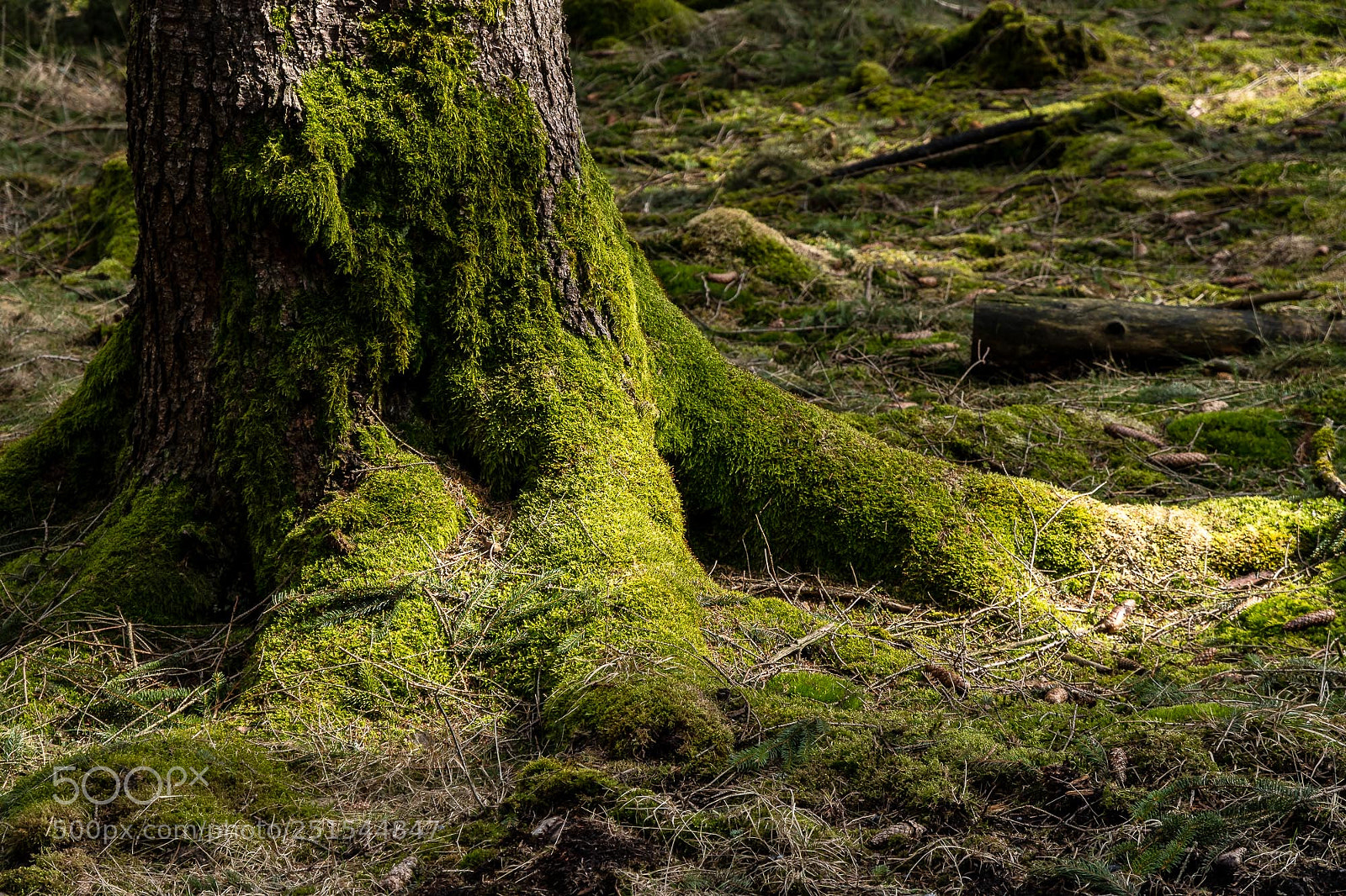 Pentax K-S2 sample photo. Forest series  #1 photography