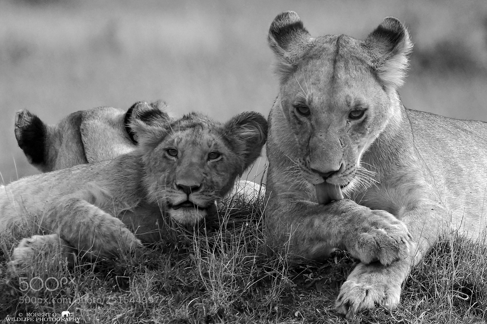 Sony SLT-A77 sample photo. Lions        b & w  serie photography