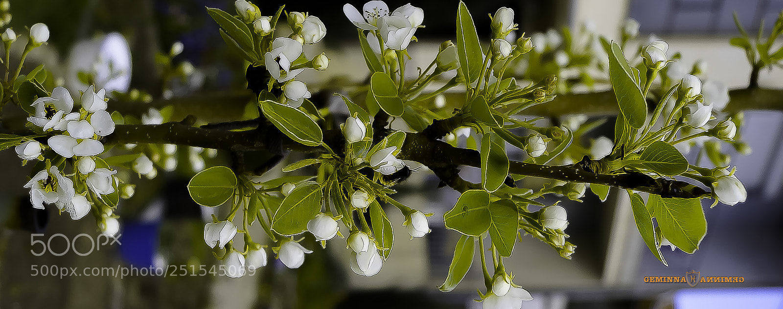 Sony SLT-A58 sample photo. Gentle soul of pear's photography