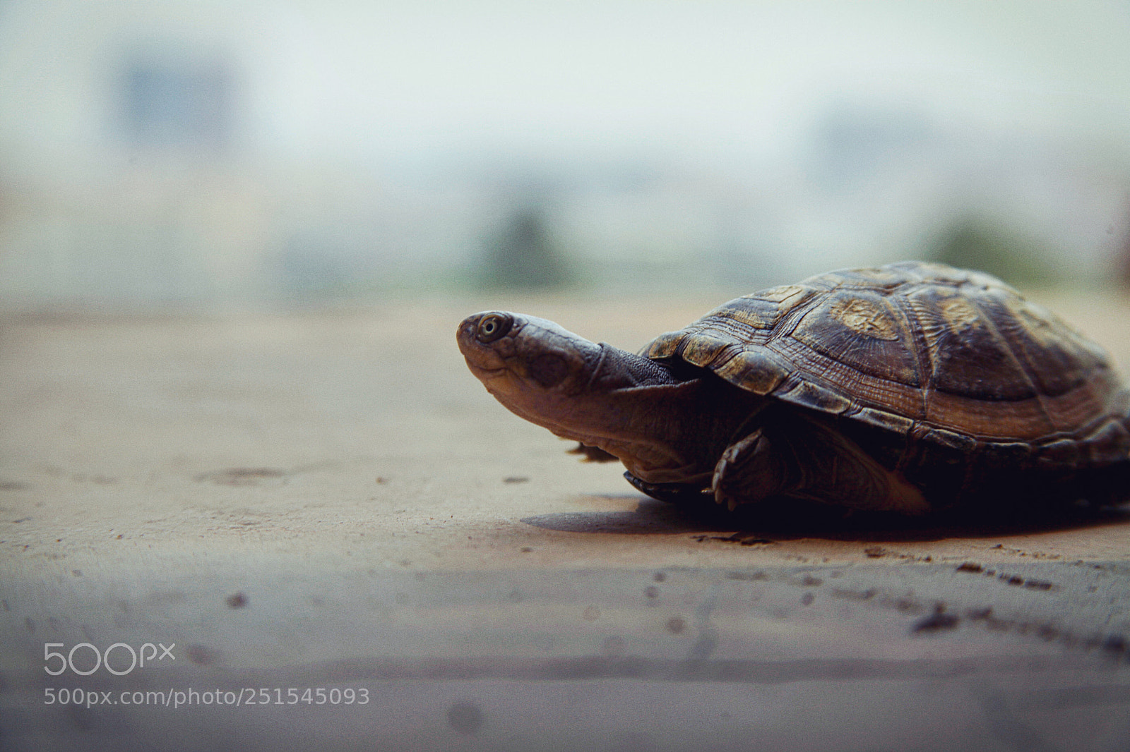 Canon EOS 5D Mark II sample photo. 遥望 photography