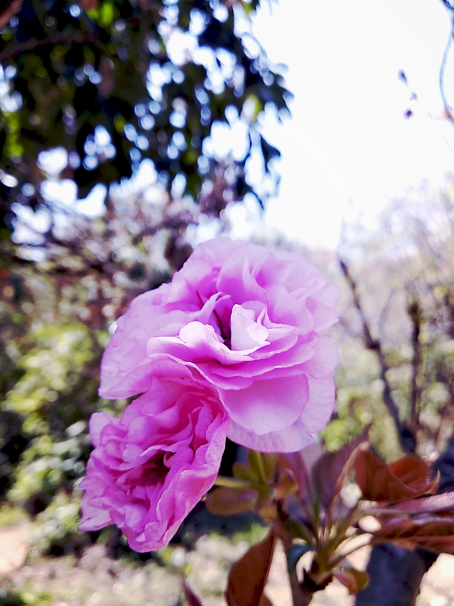 Xiaomi Redmi 5 Plus sample photo
