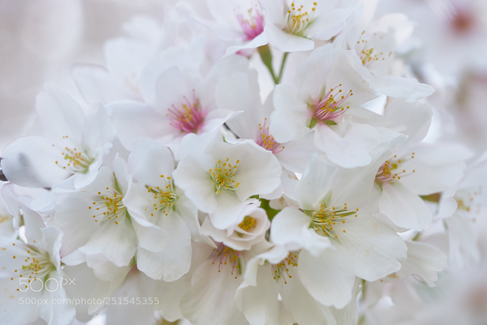 Sony a7 sample photo. Flowers 6325 photography