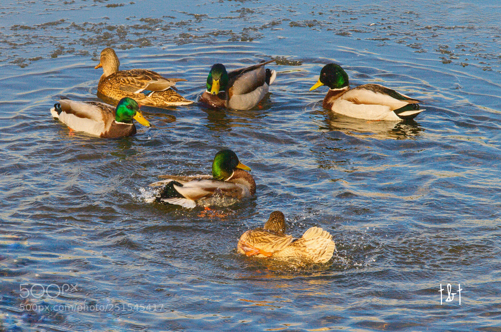 Canon EOS 7D sample photo. Untitled photography