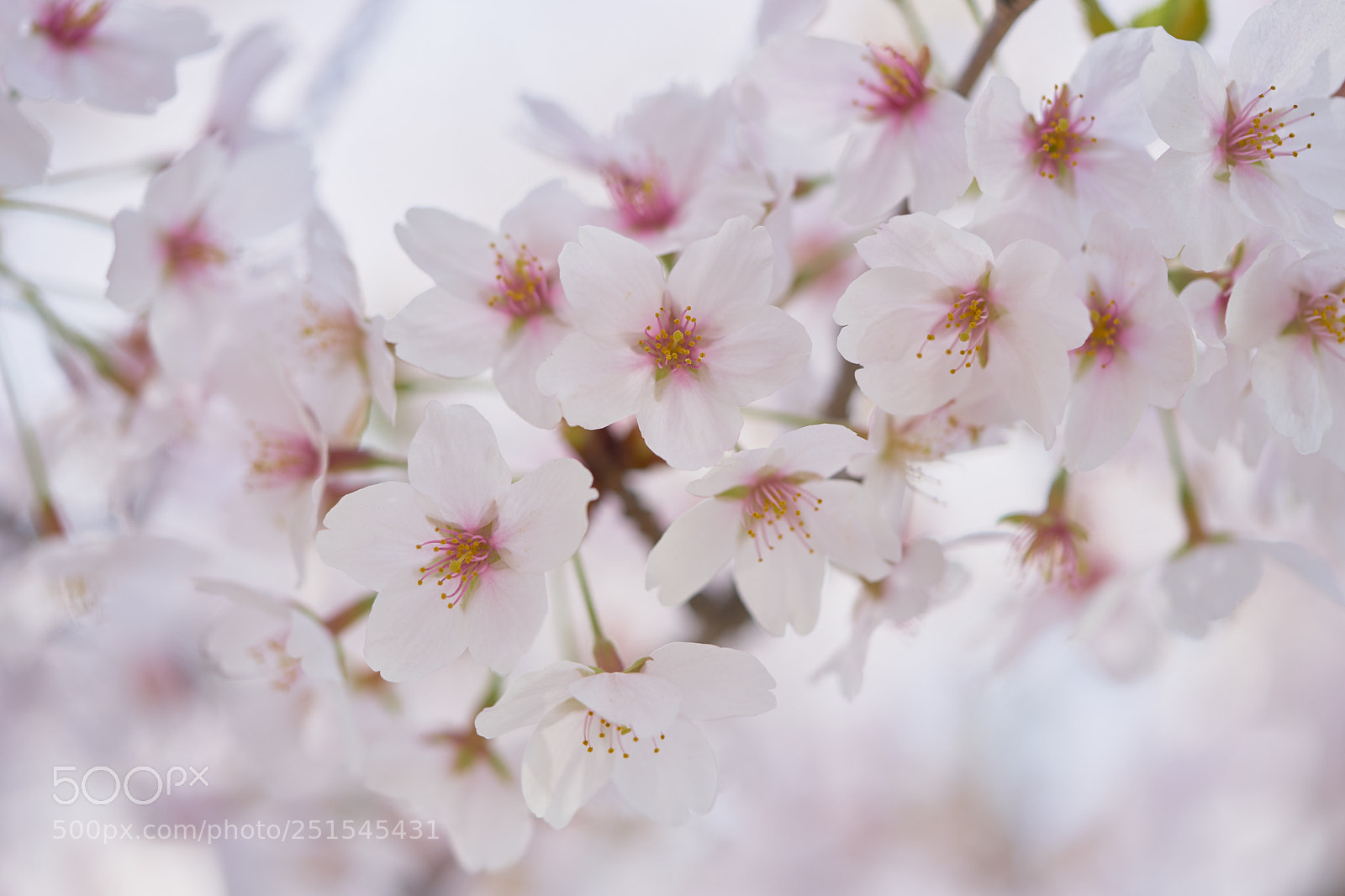 Sony a7 sample photo. Flowers 6326 photography
