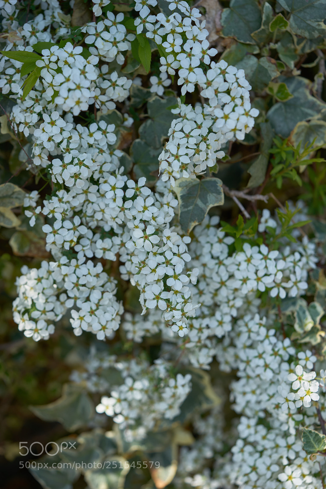Sony a7 sample photo. Flowers 6327 photography