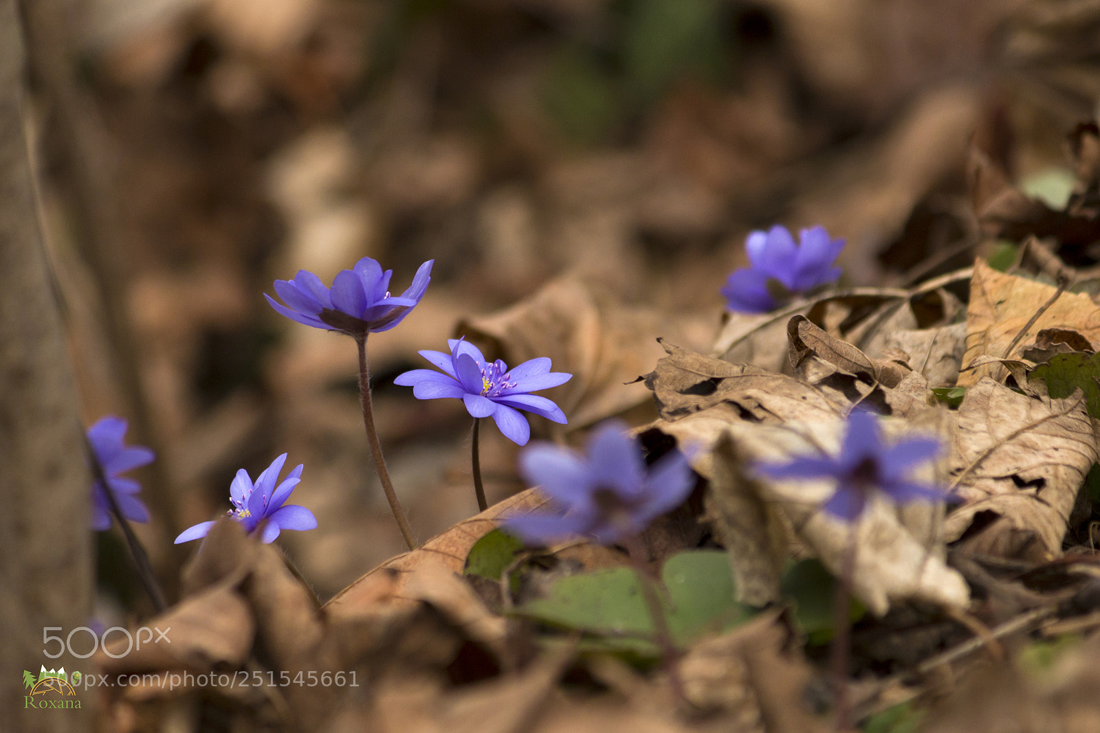 Canon EOS 70D sample photo. Together photography