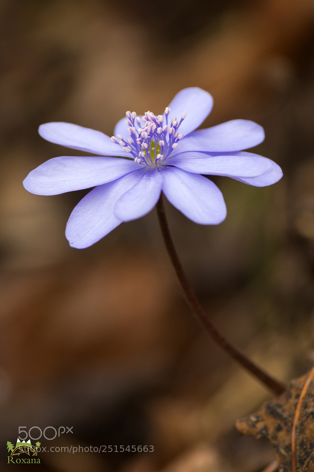 Canon EOS 70D sample photo. Spring umbrella photography
