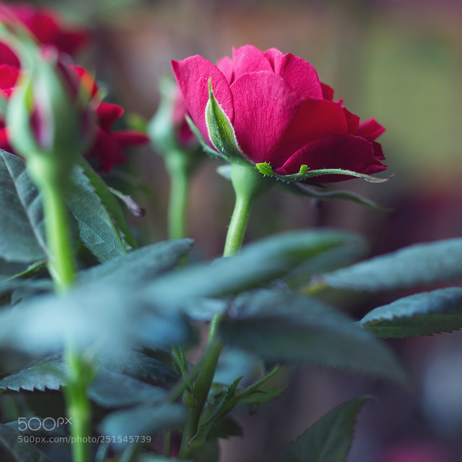 Canon EOS 700D (EOS Rebel T5i / EOS Kiss X7i) sample photo. Rose photography