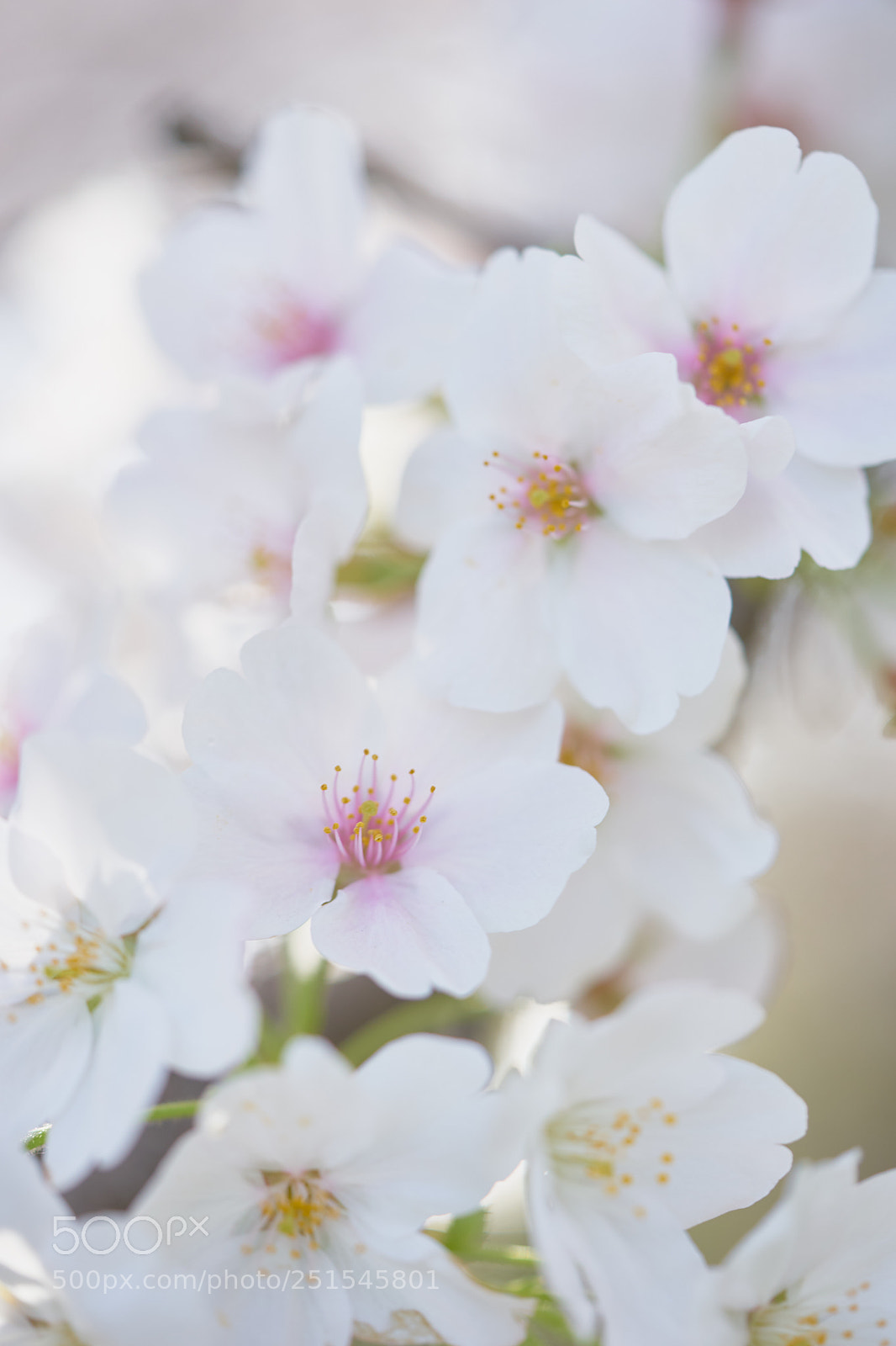 Sony a7 sample photo. Flowers 6328 photography