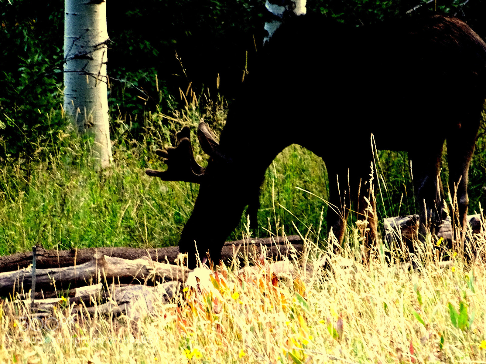 Sony Cyber-shot DSC-HX400V sample photo. Moose photography