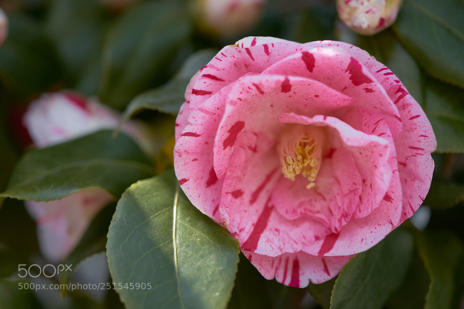Sony a7 sample photo. Flowers 6329 photography