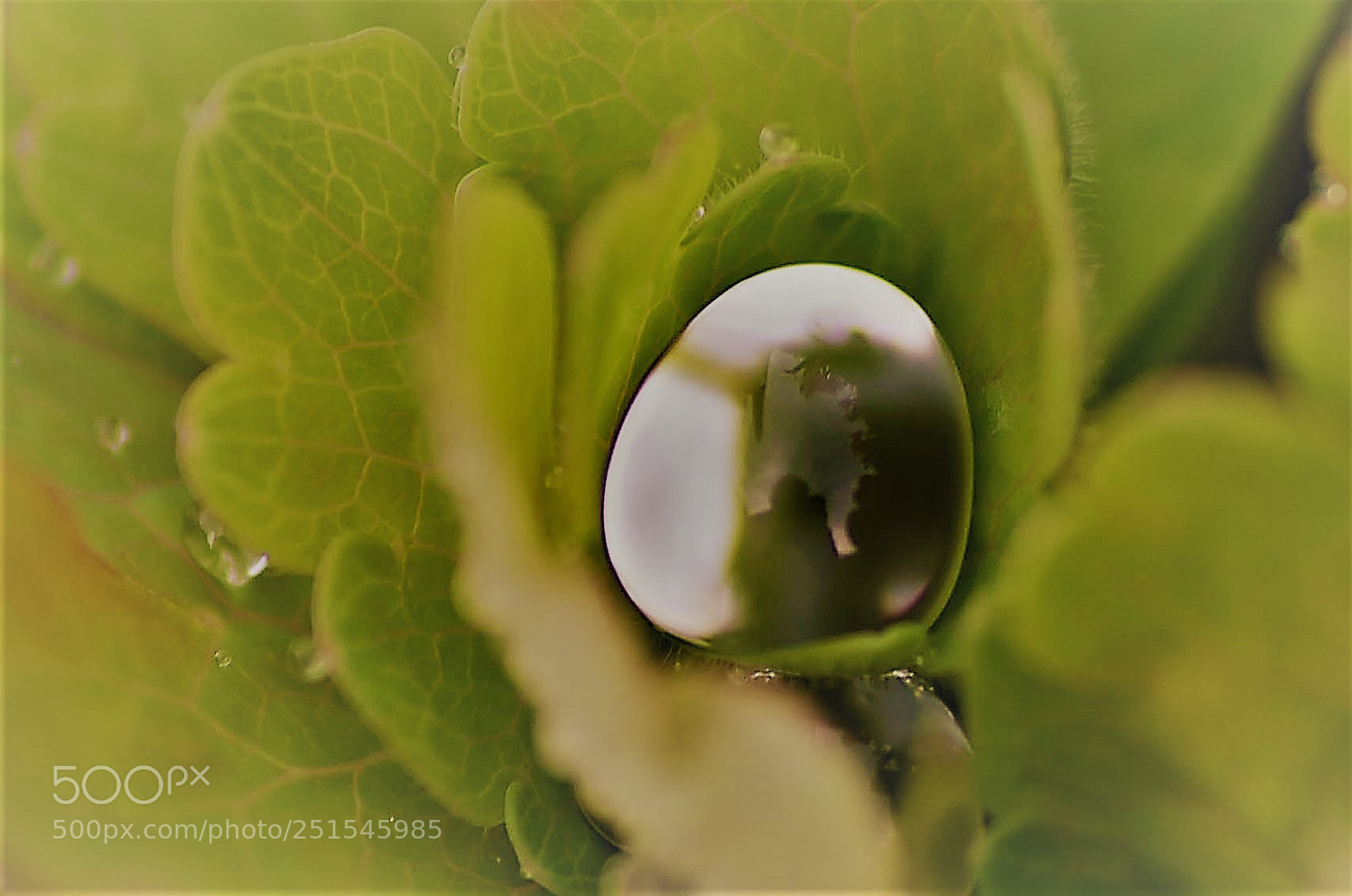 Nikon D7000 sample photo. Drop of rain on photography