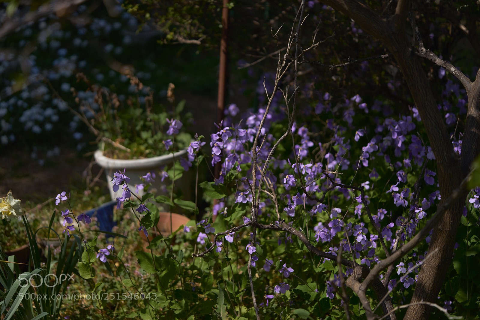 Sony a7 sample photo. Flowers 6330 photography