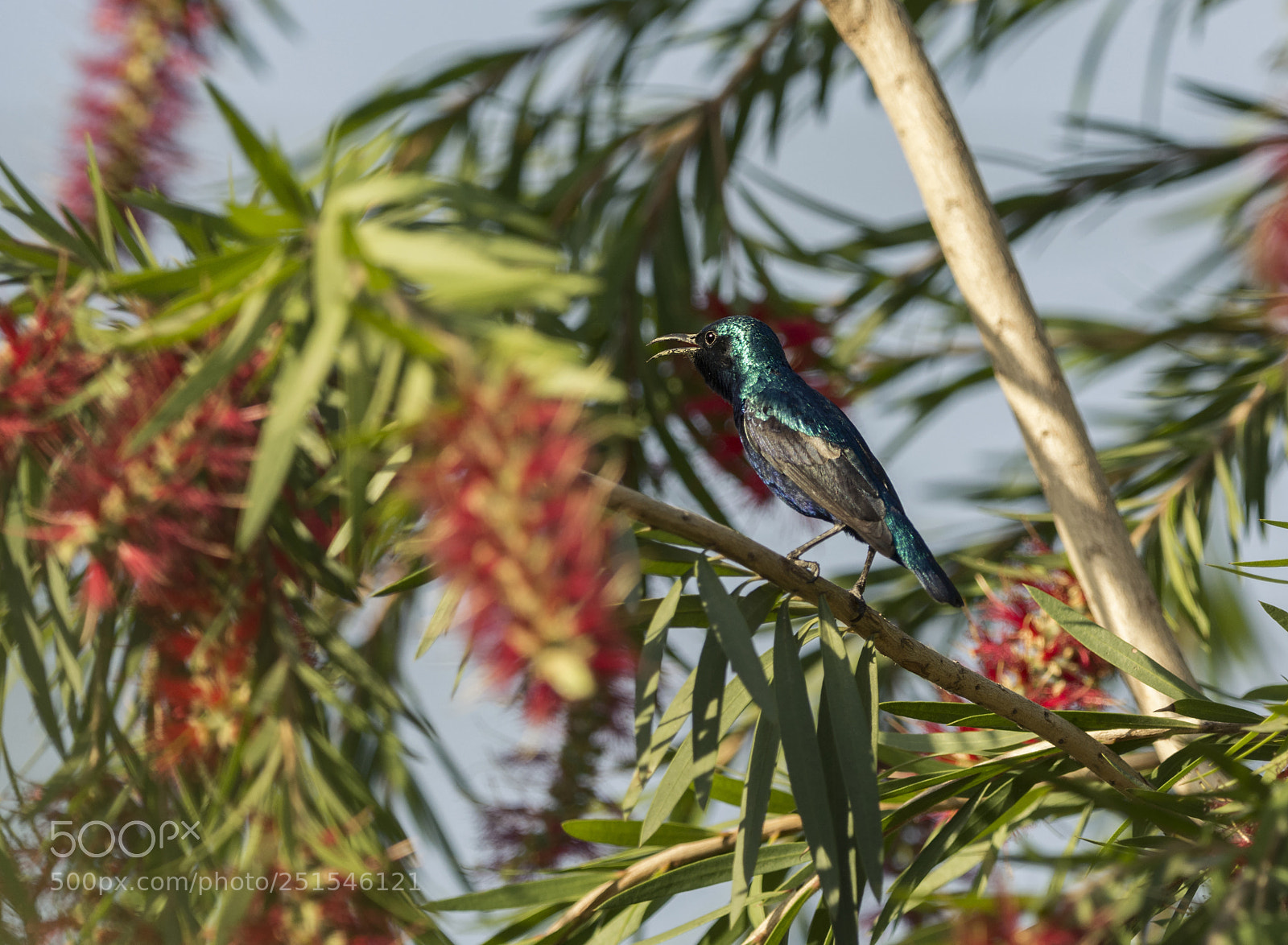 Nikon D7100 sample photo. Sunbird purple male photography