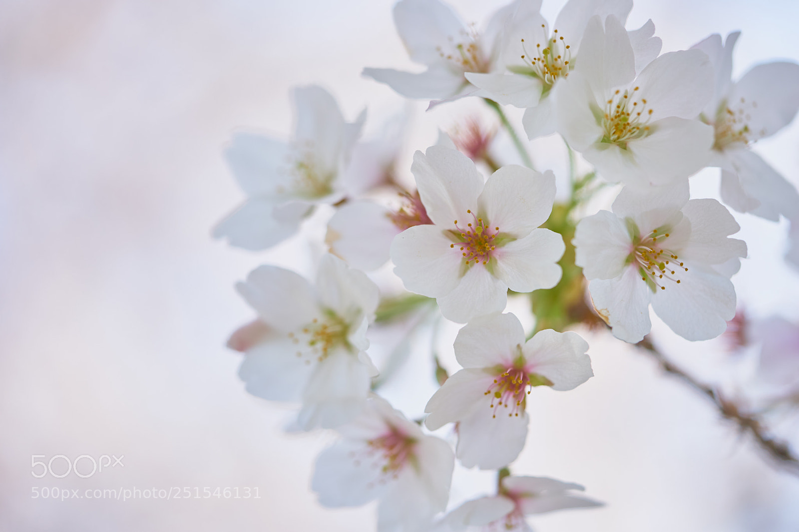 Sony a7 sample photo. Flowers 6331 photography