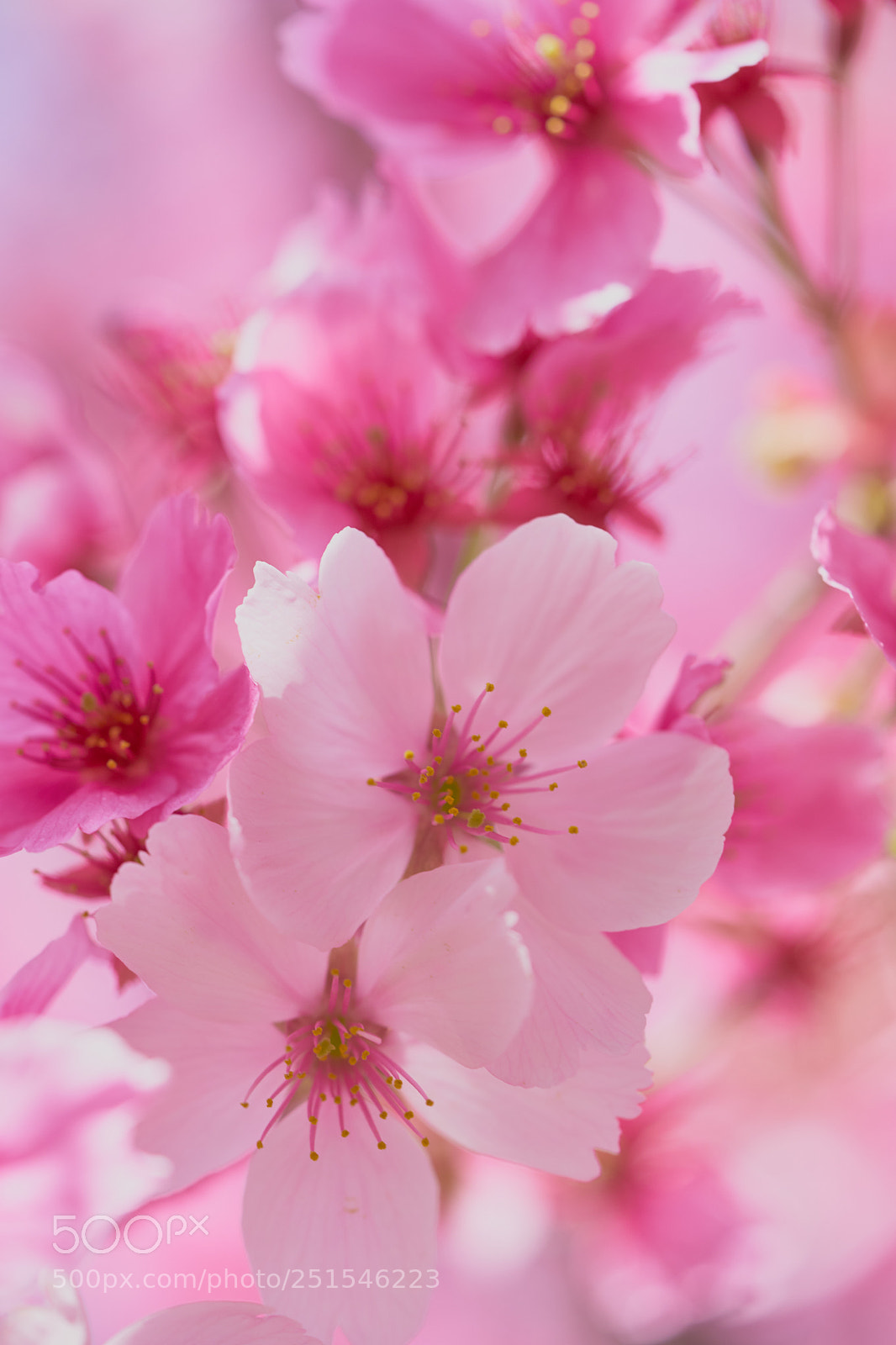Sony a7 sample photo. Flowers 6332 photography