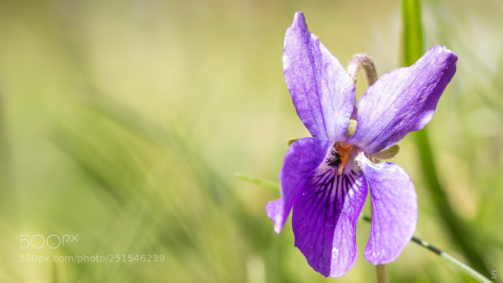 Canon EOS 70D sample photo. V g taux photography