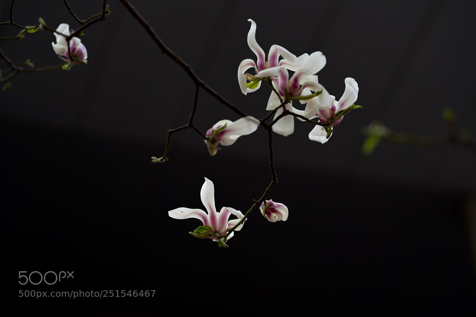 Sony a7R II sample photo. Red flowers photography