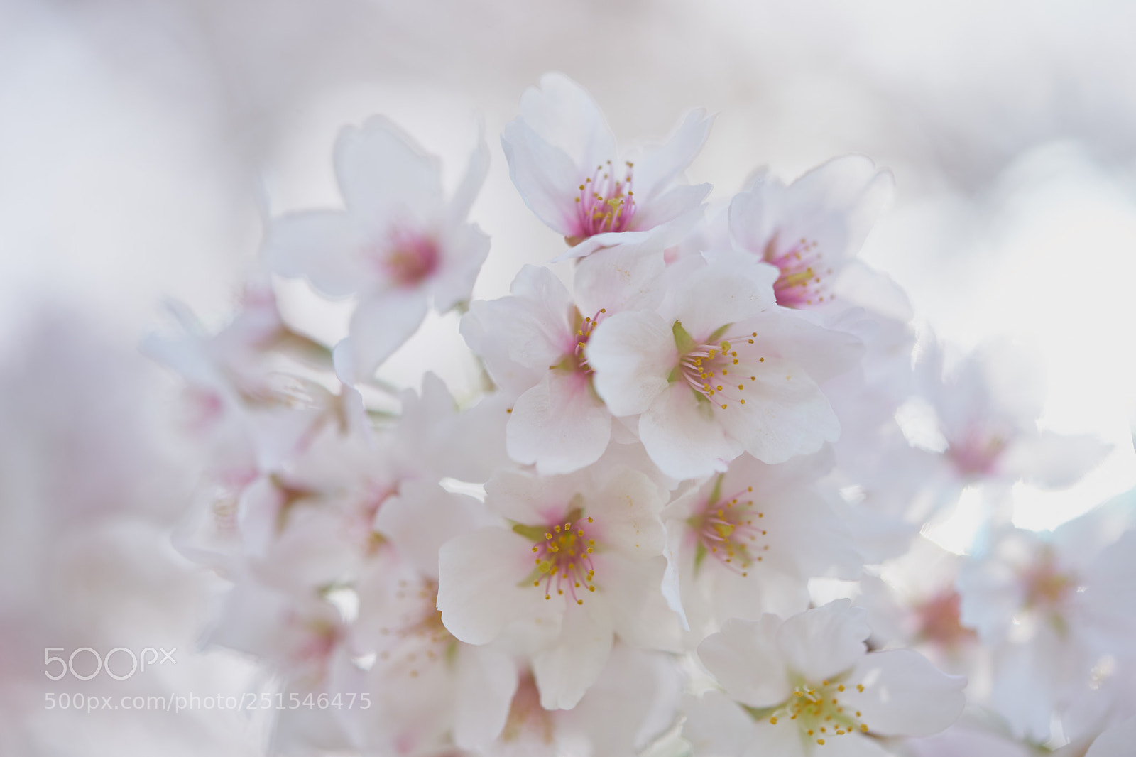 Sony a7 sample photo. Flowers 6334 photography