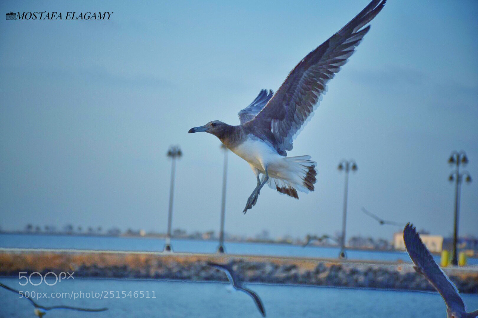 Nikon D5300 sample photo. Good morning  photography