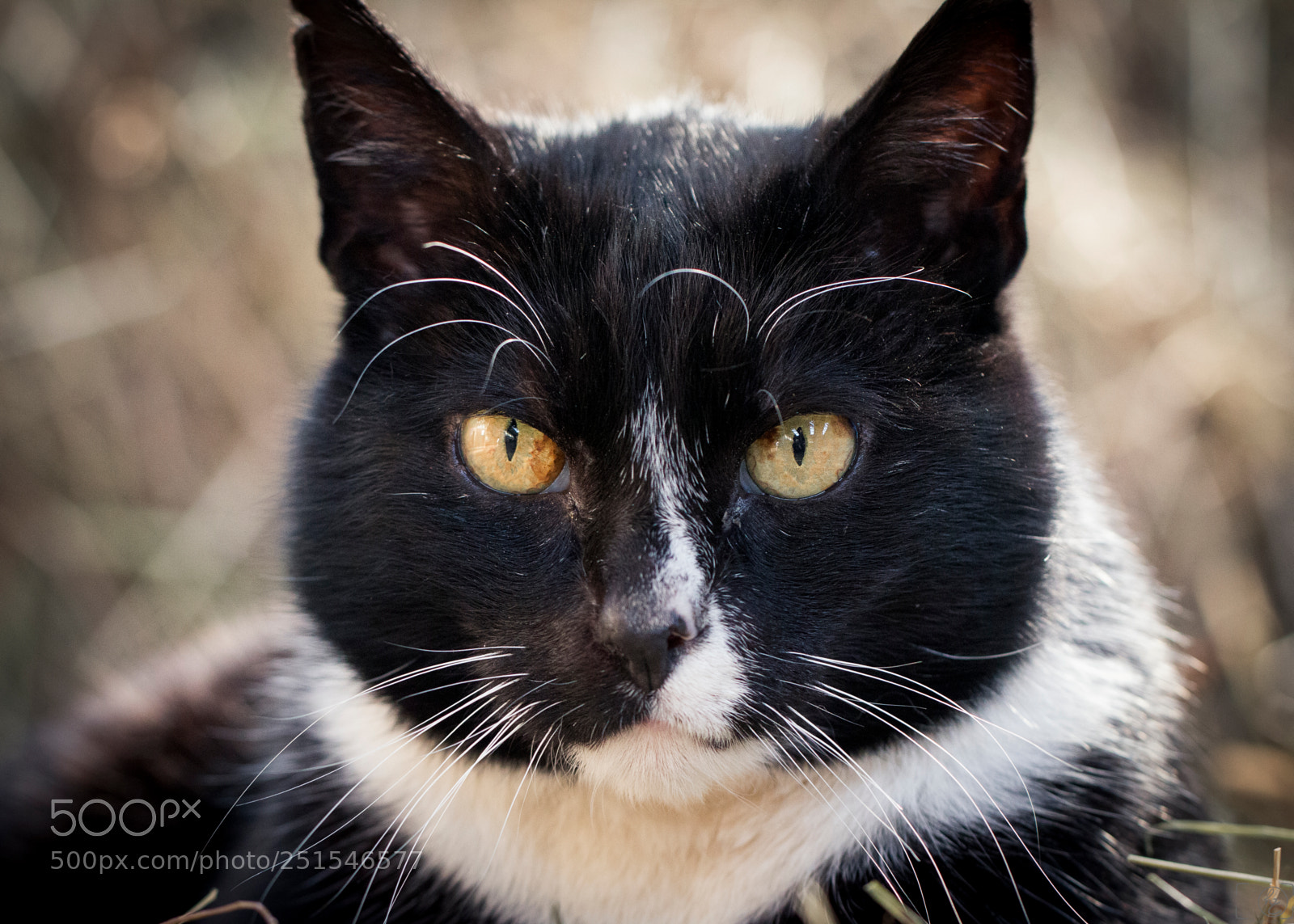 Canon EOS 70D sample photo. Hypnotizing photography