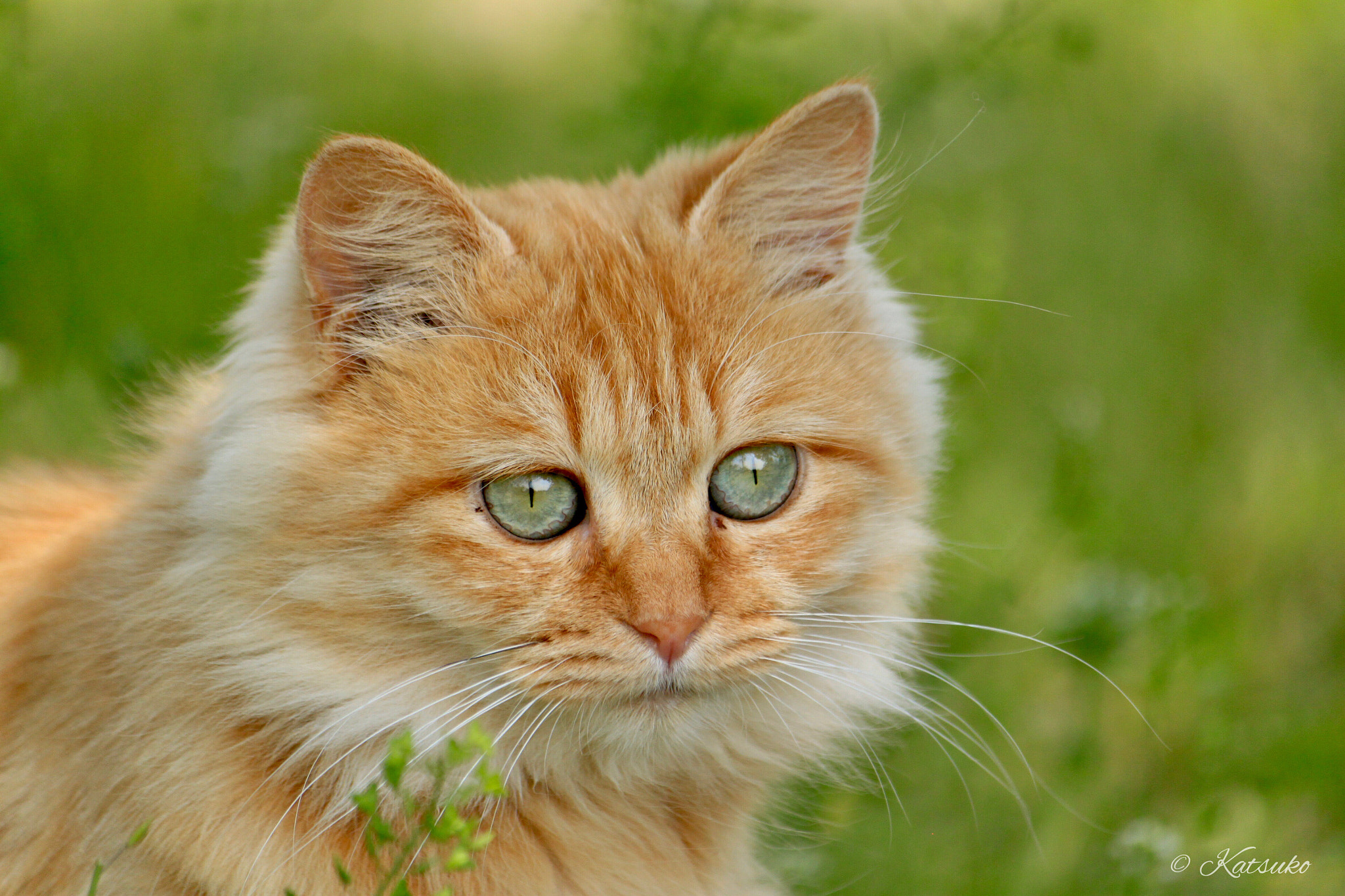 Canon EOS 500D (EOS Rebel T1i / EOS Kiss X3) sample photo. Red tabby cat photography