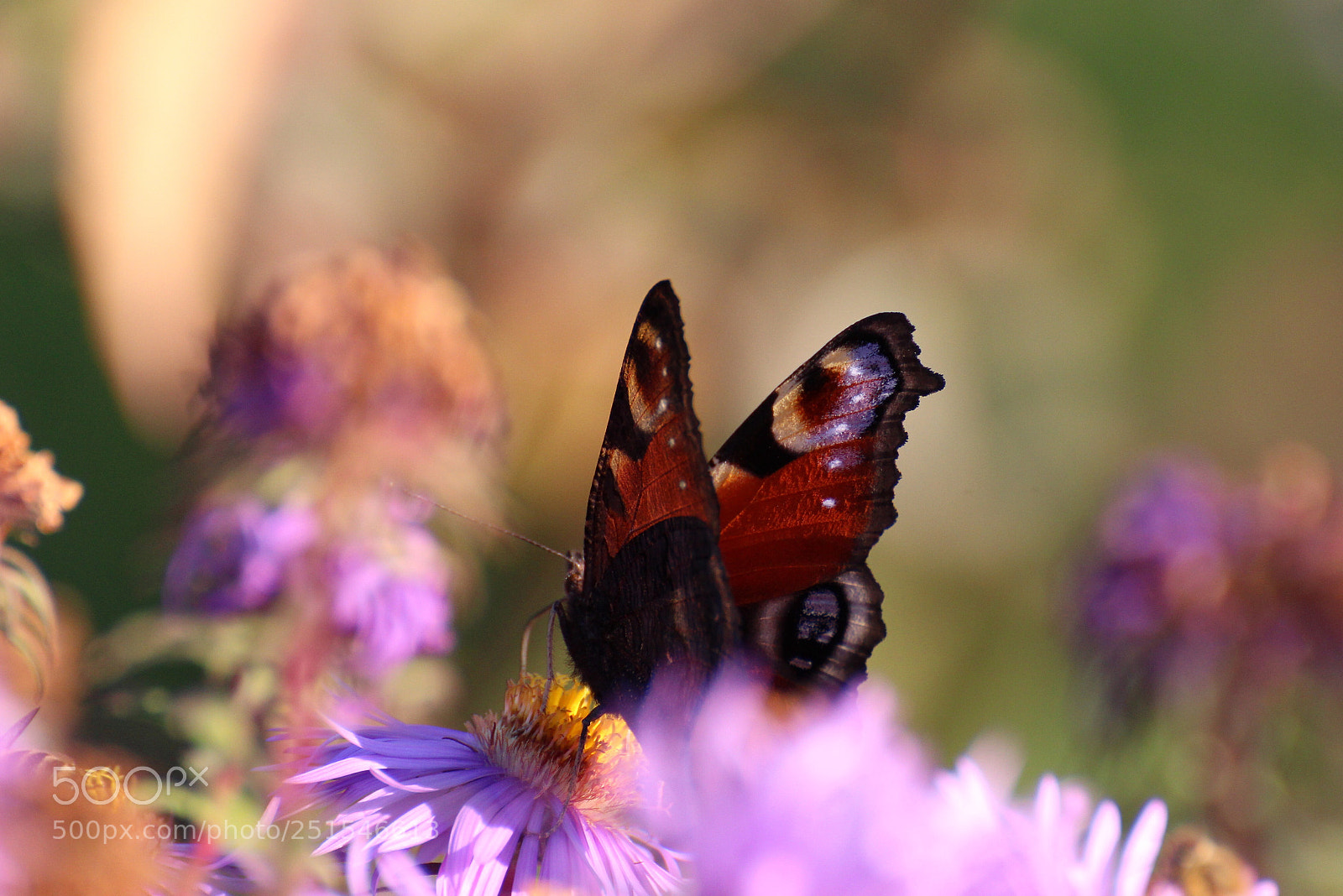 Canon EOS 700D (EOS Rebel T5i / EOS Kiss X7i) sample photo. Fairyland  photography