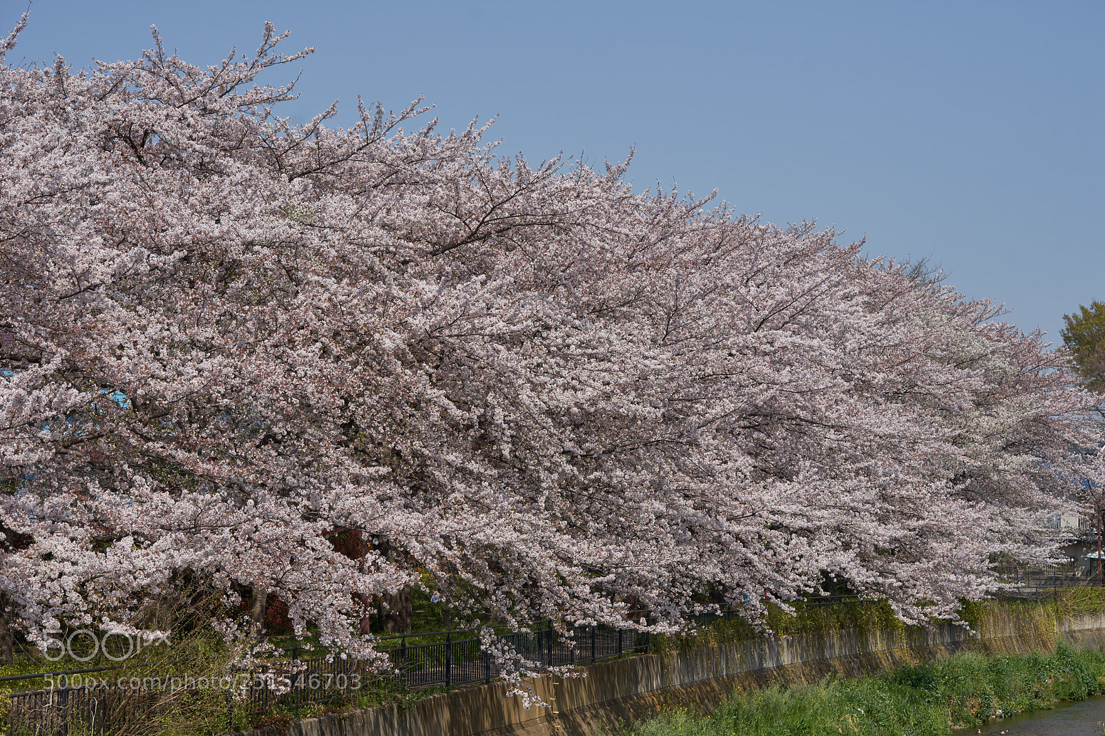 Sony a7 sample photo. Flowers 6336 photography